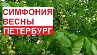 Симфония весны в Питере | середина мая 2023, #ЦарскоеСело