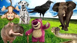 Different Animal Sound - bear, hippo, raven, snake, elephant