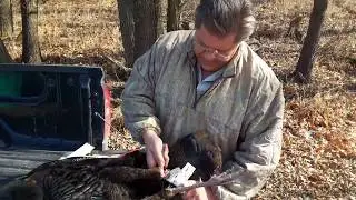 How to Take a Sample for the Wild Turkey Disease Study, Iowa DNR