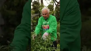 Пионы размером с тарелку! Сделайте это ПЕРЕД ЦВЕТЕНИЕМ ПИОНОВ