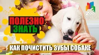 Полезно знать с ZooMISTO | Как почистить зубы собаке