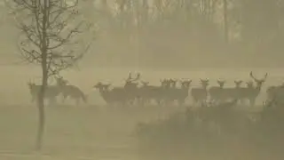 Fallow Deer in the Mist