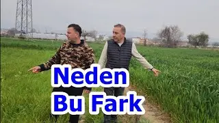 Buğday Gübreleme - Hangi Sıvı Yaprak Gübresi Buğdayda Bu Farkı Yapar ? Antalya