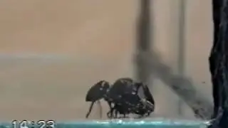Брачное поведение и охота пауков-скакунов Evarcha arcuata и Evarcha falcata. М.Золотарёв, С.Тюленев