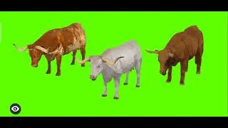 Cows eating Green Screen | Green Screen video | Green screen cartoon cows | 