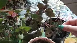 Ахименесы. Прищипка
