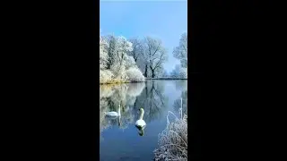 Зимний пейзаж Лебеди oil 1часть