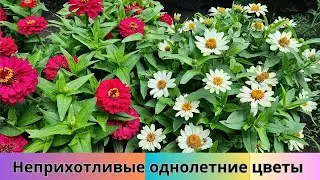Неприхотливые однолетники, которые Не боятся дождя, Не требуют омолаживания, Цветут всё лето!