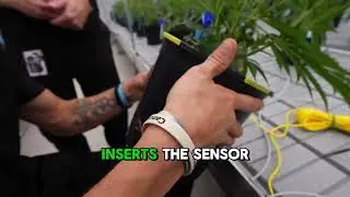 Growlink: How To Place Substrate Sensors In Round Pots