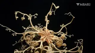 Deep-sea basket stars wriggle an impressive array of arms to snare a meal