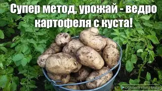 СУПЕР УРОЖАЙ КАРТОФЕЛЯ - САМЫЙ ЛУЧШИЙ МЕТОД ВЫРАЩИВАНИЯ - ВЕДРО С КУСТА - ПРИРОДНОЕ ЗЕМЛЕДЕЛИЕ