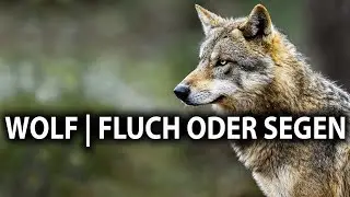 Wölfe in Deutschland - Fluch oder Segen? Fragen und Antworten!
