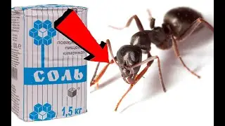 ЗА 1 РАЗ ИЗБАВИЛАСЬ ОТ МУРАВЬЕВ и ТЛИ НАВСЕГДА! Я В ШОКЕ, ЭТОТ СПОСОБ РАБОТАЕТ