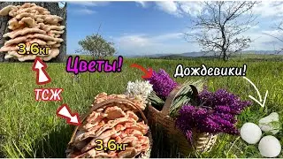 Один гриб-3.6 кг и корзина заполнена!ТСЖ!наконец он найден!море цветов и дождевики с кулак!2023