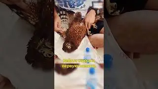 🦅Раненый Орёл Влетел в Машину🚙