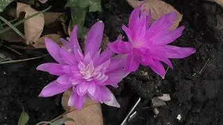 Безвременник или осенник или колхикум / Colchicum