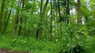 Спокойное пение лесных птиц | Видео релакс перед сном | Фоновая музыка | Живой звук природы [10]