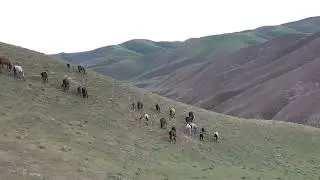 Semental Corindón caballos . Encuentro de primavera con yeguas Cavalos horses