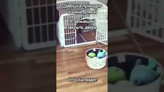 Мини французские бульдоги мыть полы 
