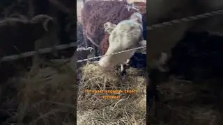 Твою ж мать! Я ругаюсь! 