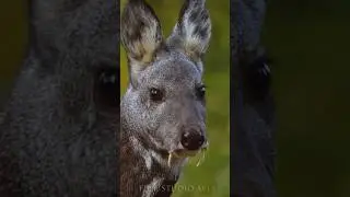 We filmed a rare and ancient animal 