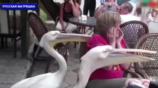 ДЕВУШКИ ОТЖИГАЮТ ТОЛЬКО НЕ РЖАТЬ