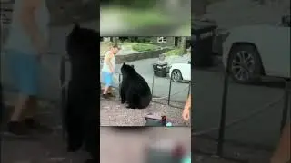 Обиженного Медведя Выгнали с Пикника