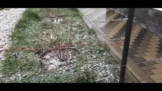 Укрываем не укрывной виноград. 9.01.2024