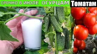 СРОЧНО ДАЙТЕ ЭТО В ИЮЛЕ  ОГУРЦАМ, ТОМАТАМ, ПЕРЦУ они сразу обильно заплодоносят! Фитофторы не будет
