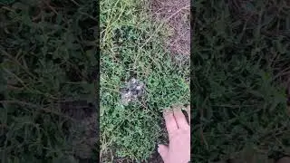 грибы атакуют 😁