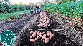 🥔 Will potato sprouts yield a crop 🌱 Planting potatoes with sprouts