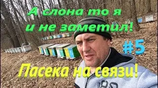 ✅А слона то я и не заметил! Пасека на связи! 