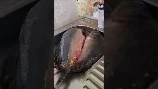 Наловил рыбки! #shorts