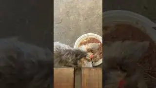 Дачный влог на Бусти или Патреон