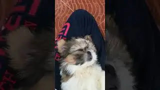 Cute puppy Jessi Sleeping while I comb her hair-Vid3. #shihtzu #shihtzudog #shihtzupuppy #doglover