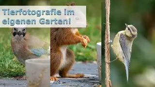 Ganz einfach! Tierfotografie im eigenen Garten / Balkon