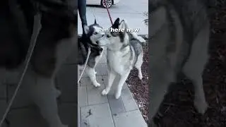 Husky reunited with best friend after 3 years apart! 