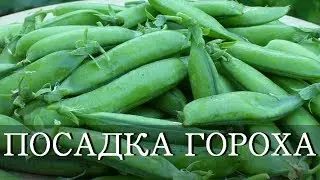 ПОСАДКА ГОРОХА