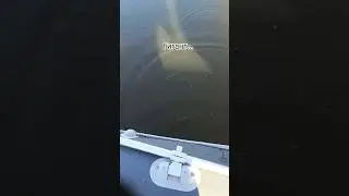 #щука