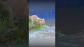 Львица зовёт львят в реку с крокодилами.