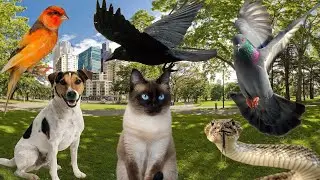 Urban Animals Sound - dog, cat, pigeon, raven