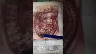жоон ичеге