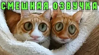 РЫЖИЕ КОТЫ СМЕШНАЯ ОЗВУЧКА! Полный РЖАЧ!!! Котики приколы с животными