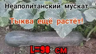 Рекордная мускатная тыква