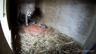 Milani Gives Birth to 5 Cheetah Cubs