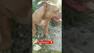 Амбулли 💞.