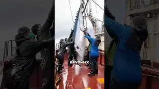 Почему цельный тунец такой дорогой? 