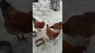 Яблоки на снегу.❄️🍎Звуки птичника.