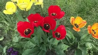 Цветут тюльпаны в нашем дворе.