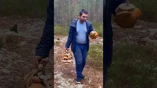 Грибник ИЗ МАШИНЫ увидел ЭТО ЧУДО и ОНО сказало СТОП! Еле НОГИ УНЁС! Дальше проезд ЗАКРЫТ! Карелия